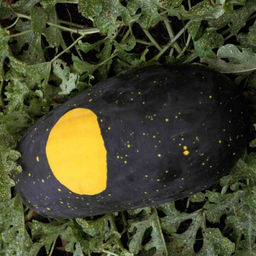 5125D Арбуз Звезда 5шт