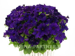 Петуния Супремо Флоренца полуампельная нежно-фиолетовая - Партнер фото 4