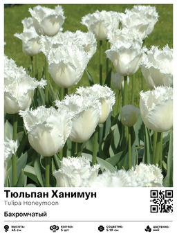 Тюльпан Honeymoon (Бахромчатый) - Голландские луковицы фото 2