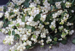 Снежноягодник доренбоза Мэджикал Аваланч С5