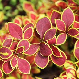 Барбарис тунберга Голден Ринг - 7цветов фото 2