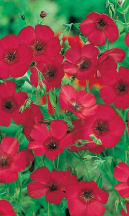 Лён КРАСНЫЕ РУБИНЫ