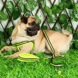 Комплект амуниции светоотражающий с мягкими шлейкой и ручкой, поводок 120 х 1,5 см, ОШ 35-53 см, жёл - Пижон фото 13