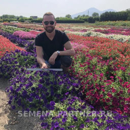 Петуния МиМи Сильвана каскадная синяя - Партнер фото 6