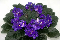 Фиалка Blueberry Puff