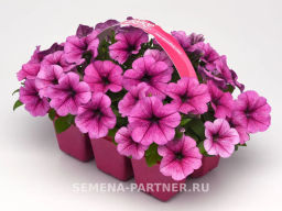Петуния Изи Вэйв Плум Вайн каскадно-ампельная - Партнер фото 6