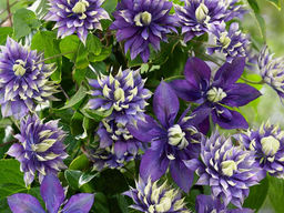 Клематис Тайга - Долина роз фото 2