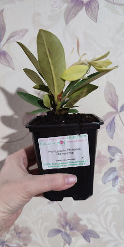 Рододендрон Фантастика