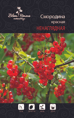 Смородина красная Ненаглядная