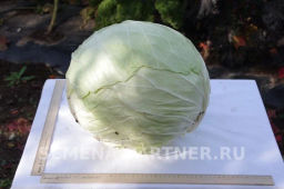 Капуста белокочанная позднеспелая Мегатон - Партнер фото 5