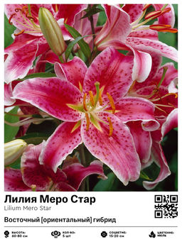 Лилия Mero Star (Восточный ориентальный гибрид) - Голландские луковицы фото 2