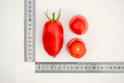 Томат Агафья - Партнер фото 6