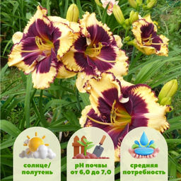 Лилейник Тайгер Блад