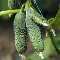 5151D Огурец Прогресс F1 5шт