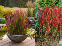 Императа Ред Барон