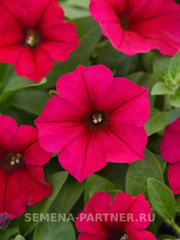 Петуния Тайдел Вэйв Черри ампельная многоцветковая - Партнер фото 4