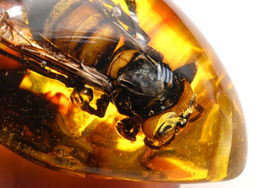 Кулон из янтаря искусственного капля 43*55мм Овод, цв.медовый