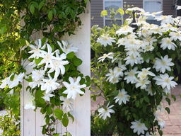 Клематис Вадас Примроуз - Долина роз фото 5