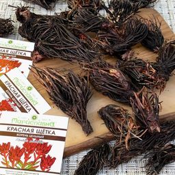Красная щётка (корень цельный)