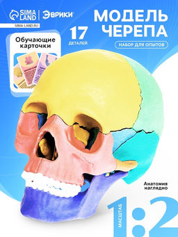 Набор для опытов Череп человека, анатомическая модель