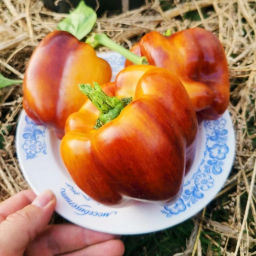 Новинка 2026!   Перец Смуглянка Золотая - Smudge Gold Pepper - Помидом фото 2