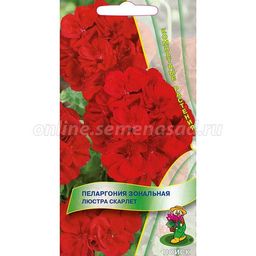 Пеларгония зональная Люстра Скарлет (ЦВ) (К) 5шт.