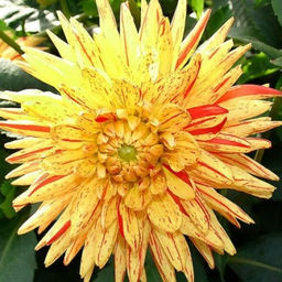 ГЕОРГИНА Кембридж Разбор I Кол-во упак., шт 1