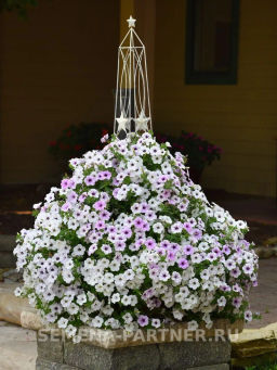 Петуния Тайдел Вэйв Сильвер ампельная многоцветковая - Партнер фото 8