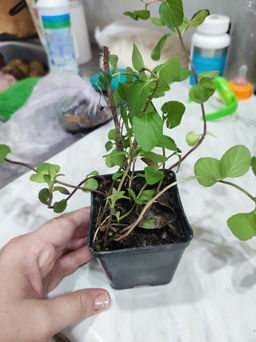 Мята Тайская