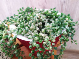 Крестовник Роули вариегата