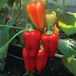 6269U Перец сладкий Князь Серебряный 5шт