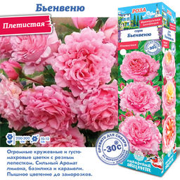 Роза Бьенвеню (Плетистая) 1шт