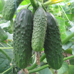 5051D Огурец Тонус F1 5шт