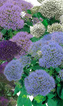 Трахелиум СУПРИМ СМЕСЬ Великолепное эффектное комнатное растение!