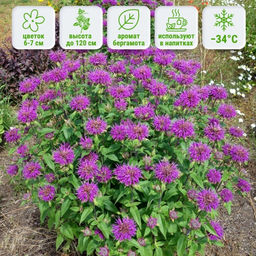 Монарда (бергамот) Прейринахт