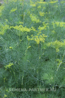 Укроп Ханак - Партнер фото 3