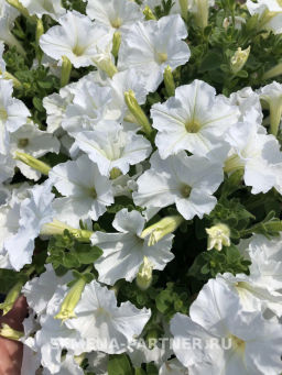 Петуния Ма Шери Альбиния полуампельная белая - Партнер фото 2