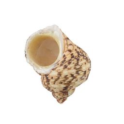 Blumentag / Zlatka DRF-024 Ракушки морские 5 шт. 6.9 см Turbo Chrysostomus