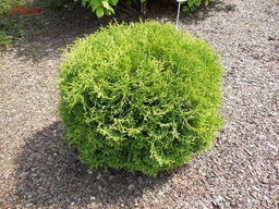 Туя западная Park Rose Хозери С1,5