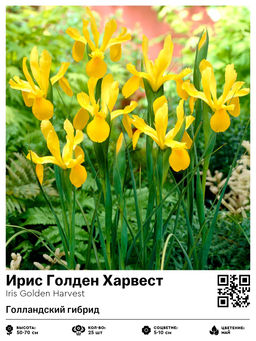 Ирис Golden Harvest (Голландский гибрид) - Голландские луковицы фото 2