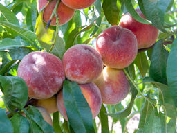 Персик Память Симиренко