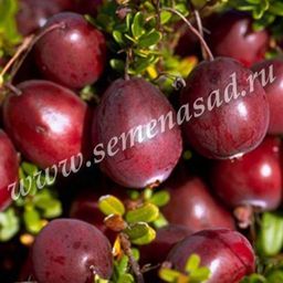 Клюква крупноплодная Бен Лир (С2)