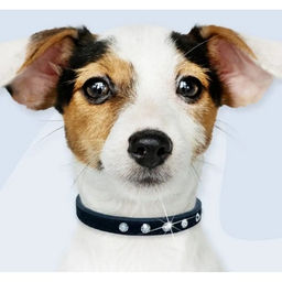 Цена за 3 шт. Ошейник для собак и кошек со стразами "На стиле", цвет черный, 2см, размер S, 28*30см (лейбл)