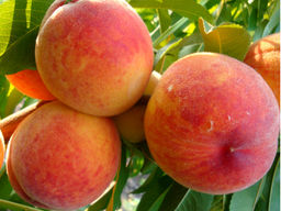 Персик поздний