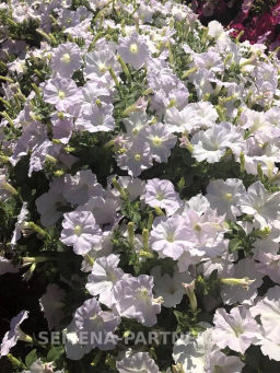 Петуния Ма Шери Гретта полуампельная жемчужно-белая - Партнер фото 4