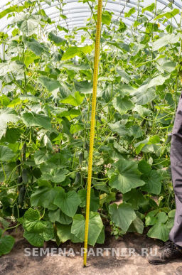 Огурец партенокарпический Уран - Партнер фото 3