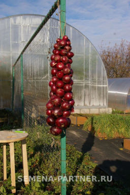 Лук репчатый Ред Барон - Партнер фото 6