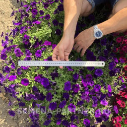 Петуния МиМи Сильвана каскадная синяя - Партнер фото 7