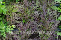 Капуста японская Мизуна - Партнер фото 2