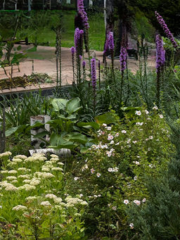 Лиатрис колосковидный (Spicata)